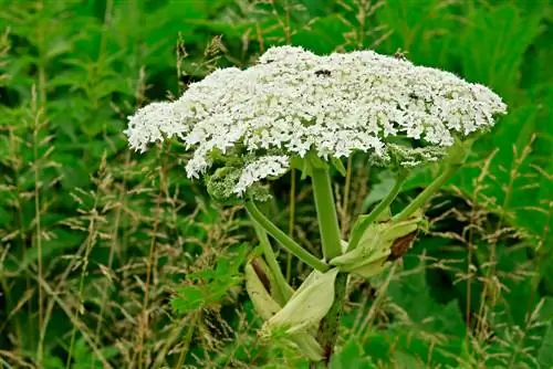 hogweed - txaus ntshai