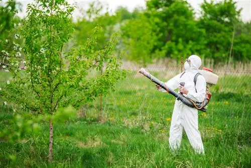 spraying fruit trees