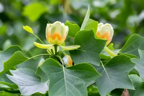 Masa pokok tulip mekar