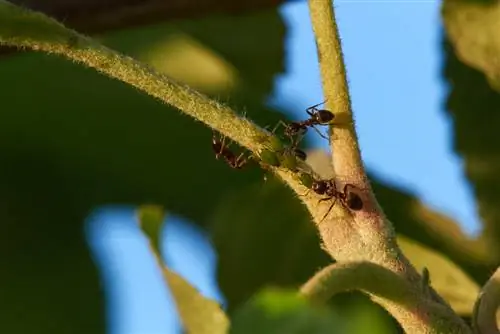 fruitboom mieren