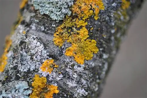 Fruit trees & lichens: do they really harm the tree?