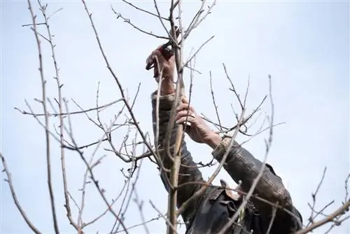 fruit tree training pruning