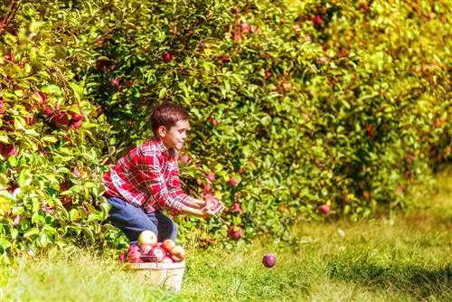 fruit tree bush