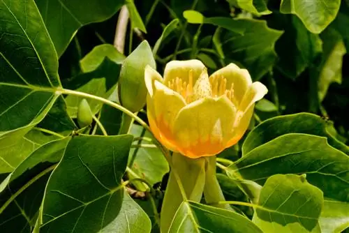 soorten tulpenbomen