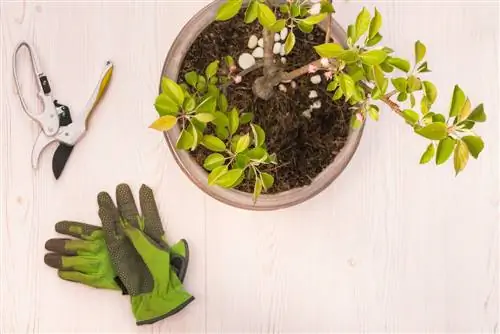 arbol frutal para balcon