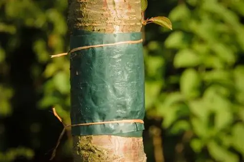 anel de cola para árvores frutíferas