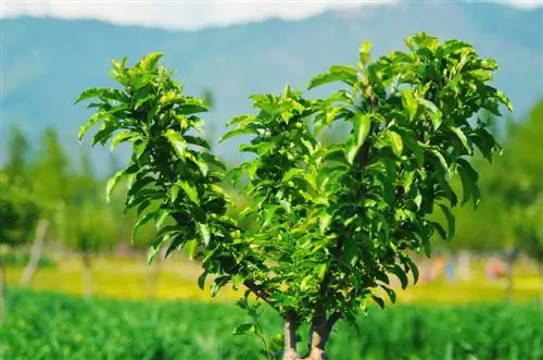 mantener los árboles frutales pequeños