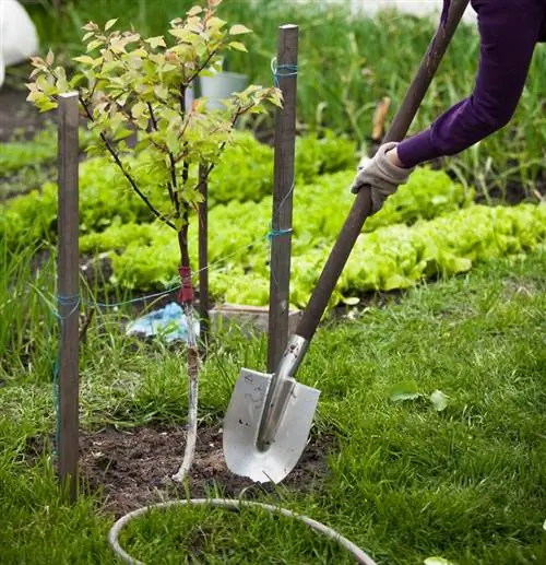 terreno argilloso degli alberi da frutto