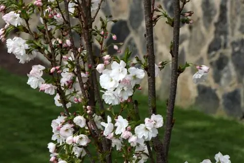 Pequeños árboles frutales para jardines y balcones: variedades y formas de crecimiento