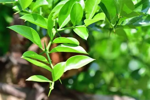 Pourquoi y a-t-il des arbres fruitiers avec des épines ? Tout sur la forme sauvage