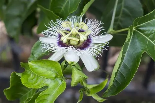 plantas trepadeiras - ensolaradas