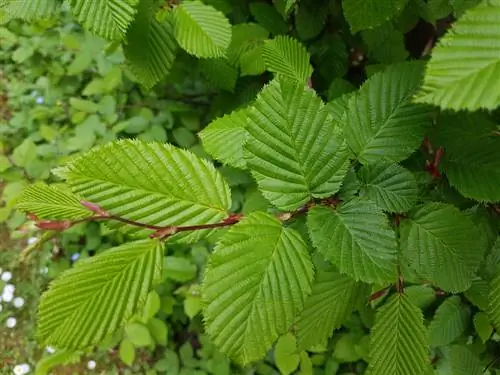 bladwisselende boom verteenwoordigende spesies