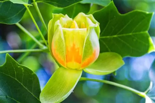 cây hoa tulip nở hoa