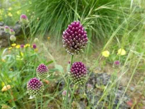 Plantas perennes amantes del sol: descubre las especies más bellas