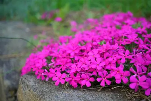 Sun-loving ground cover: The most beautiful species & varieties