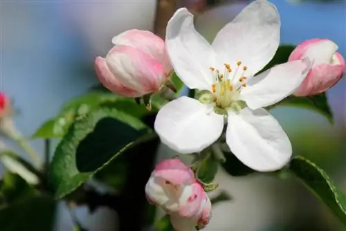 fruitboom roze bloemen