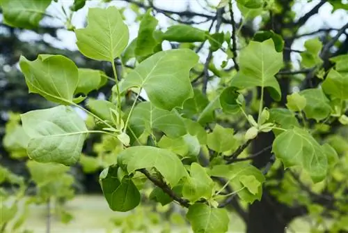 L'albero dei tulipani non fiorisce: ragioni e consigli utili