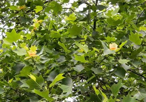 perfil del árbol de tulipanes