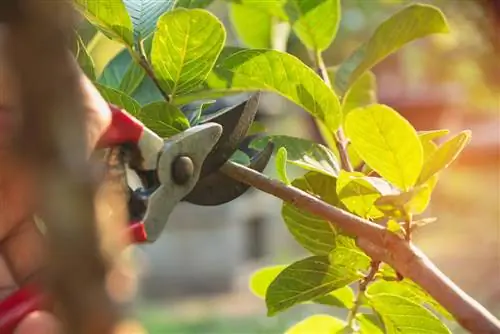 pemangkasan musim panas pokok buah-buahan