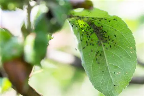 Des parasites sur les arbres fruitiers ? Voici comment les reconnaître et les combattre