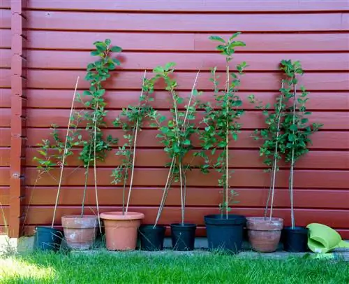 Ideal para pequenos jardins e como árvore de contêiner: árvore frutífera colunar