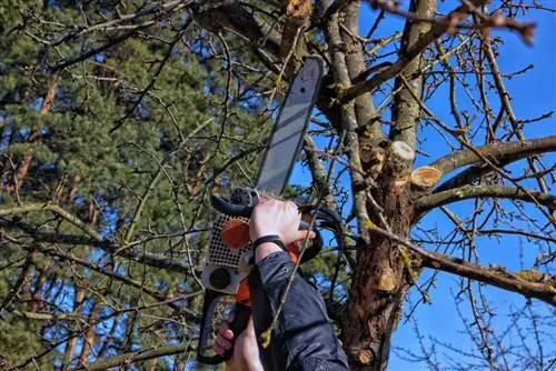 Potatura di ringiovanimento degli alberi da frutto