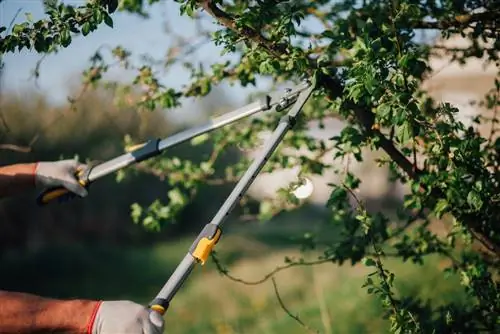 entretien des arbres fruitiers