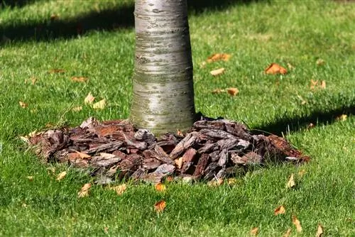 paillis d'écorces d'arbres fruitiers