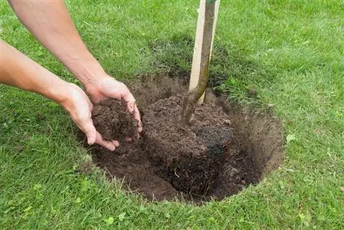 distancia de los árboles frutales