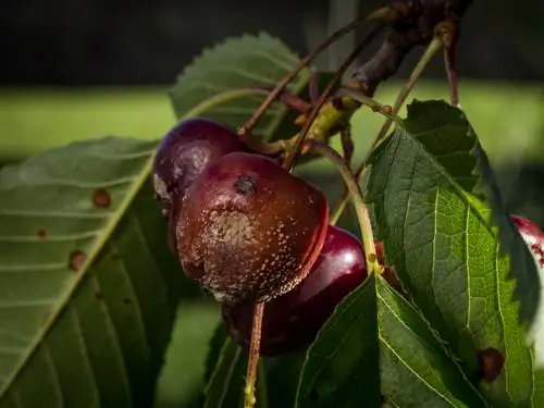 attacchi fungini sugli alberi da frutto