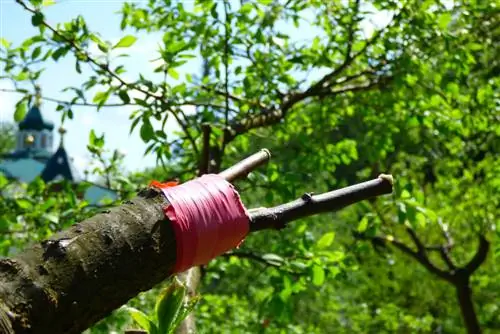 Grafting fruit trees: When is the right time?