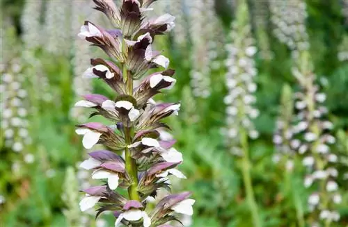 Acanthus mollis: Үй бакчалары үчүн уулуу же зыянсызбы?