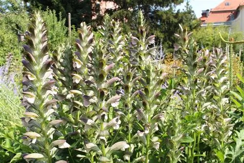 Acanthus Hungaricus vs. gigantisk bjørneklo: giftinnhold avklart