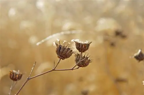 एबूटिलोन-हार्डी