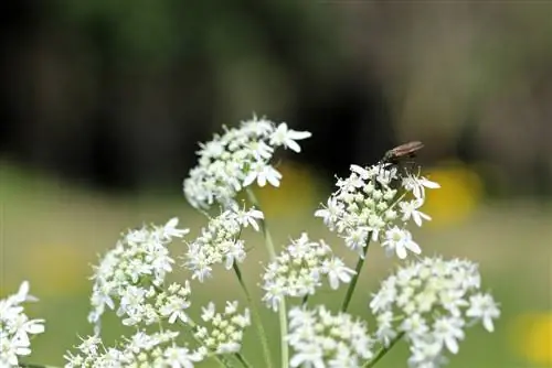 spesies hogweed