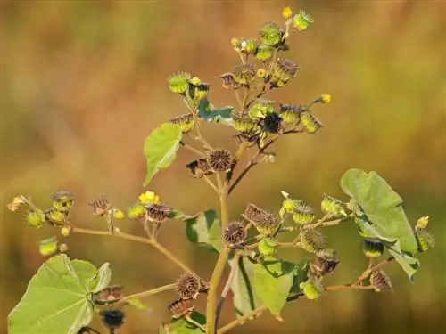 abutilon hibernacija