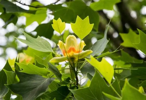 Árbol de tulipán venenoso