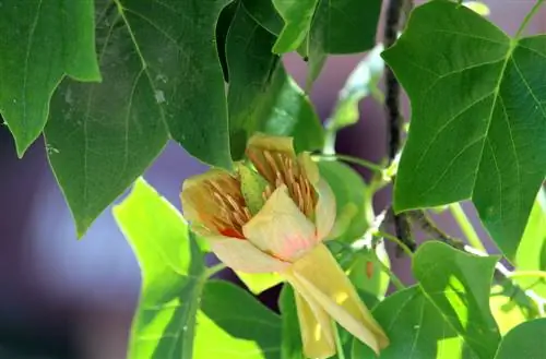 tulip tree diseases