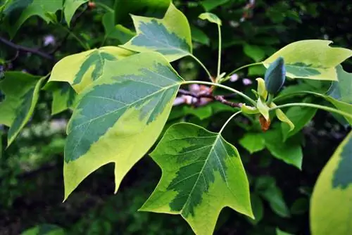 tulip tree fertilizer