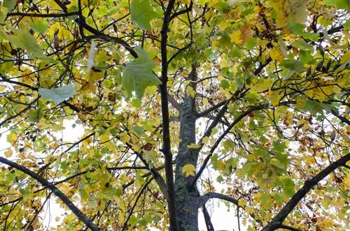 posizione dell'albero dei tulipani