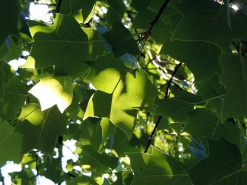 Řezání tulipánového stromu: Takto se to dělá správně