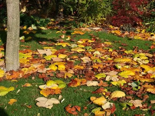 Akar pohon tulip: Bagaimana cara melindungi dan merawatnya dengan baik?