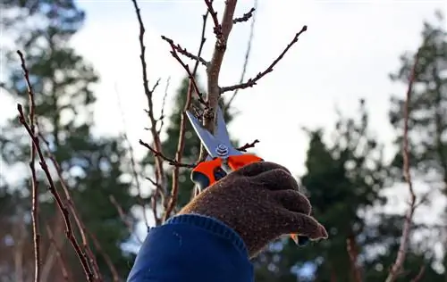 tăierea pomilor fructiferi-când