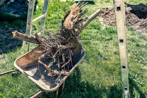 pomi fructiferi cu rădăcini adânci