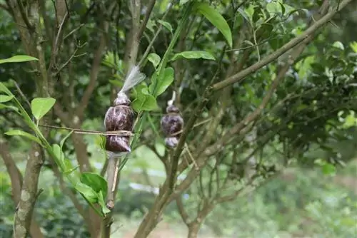 centro de enxertia de plantas de árvores frutíferas