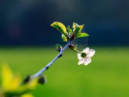 Vinnig groeiende vrugteboom: seleksie, plant en versorging