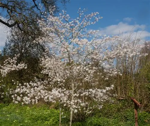 Deciduous trees in the garden: beauty and function combined