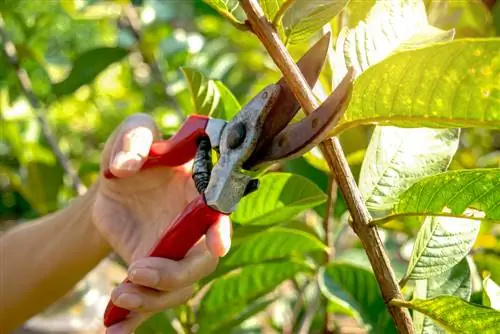 Pruning deciduous trees: instructions and tips for he althy trees