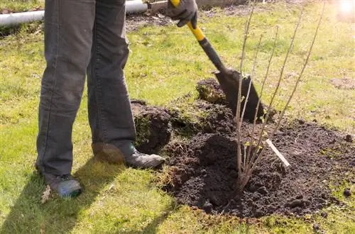 bladverliezende boomplanten