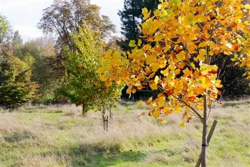 transplanting tulip trees